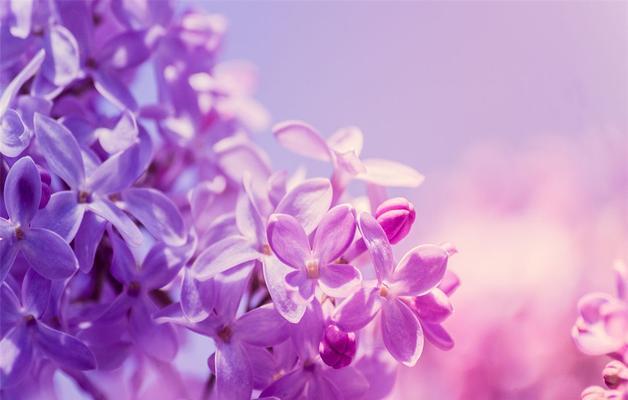 紫罗兰的花语与象征意义（揭秘紫罗兰所代表的情感和精神内涵）