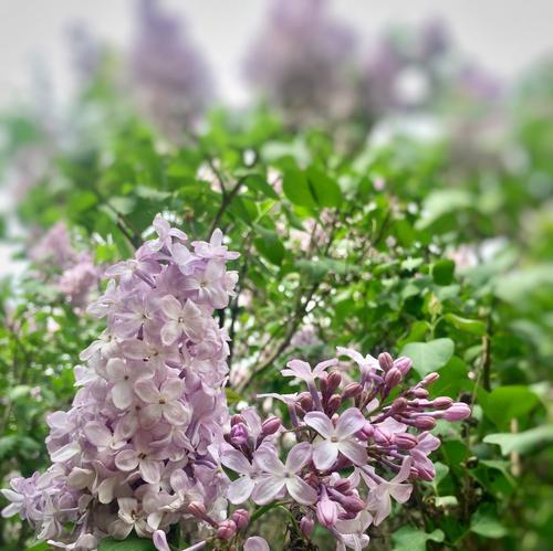 深情告白丁香，解读其隽永花语（花开花落，怀念美好；回味流年，寄托思绪。）