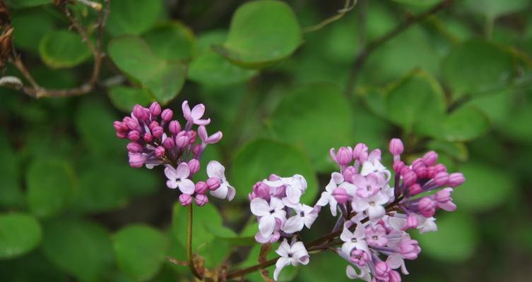 深情告白丁香，解读其隽永花语（花开花落，怀念美好；回味流年，寄托思绪。）