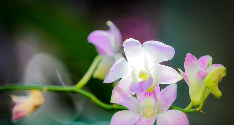 探寻蝴蝶兰的花语（神秘高贵的蝴蝶花——花语寓意解析）