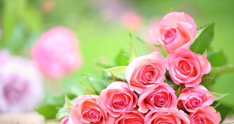 不同朵数玫瑰花的含义（解读玫瑰花语，了解每一种朵数所代表的含义）