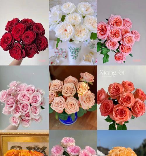 不同朵数玫瑰花的含义（解读玫瑰花语，了解每一种朵数所代表的含义）