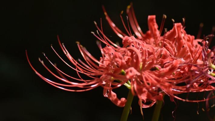 曼珠沙华的传说与花语（花开花落，从不曾死去——一朵被生命之神祝福的花）