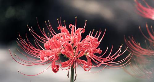 曼珠沙华的传说与花语（花开花落，从不曾死去——一朵被生命之神祝福的花）