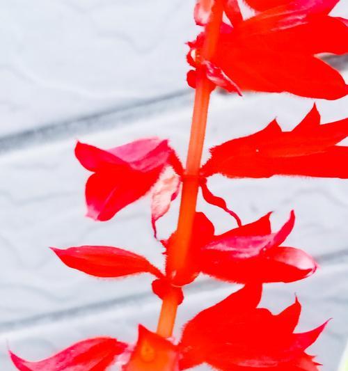 红花语——花开盛世（诠释红色的浓情蜜意）
