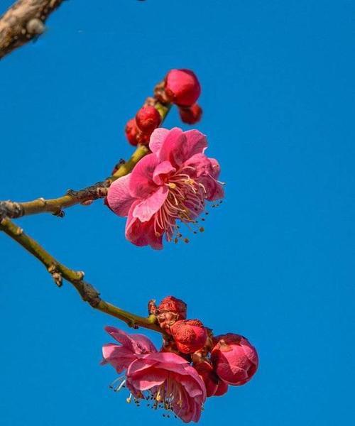 梅花花语（传递美好与坚韧）