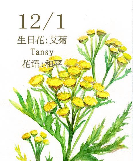 和平之花——艾菊的花语（探究艾菊在和平主题中所扮演的角色）