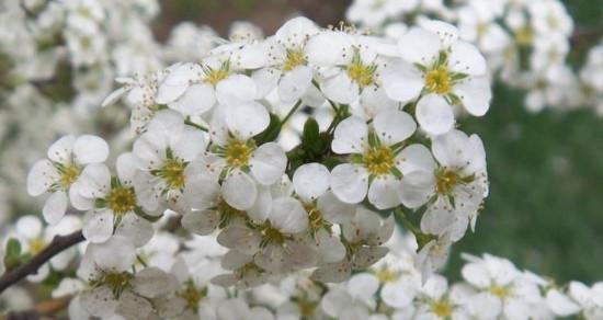 老虎花花语-挺立不屈，勇敢自信（探寻老虎花的花语，解读它的个性特征）