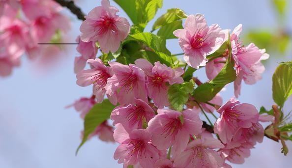 杏花别称花语与寓意（探寻古代杏花的多重含义）