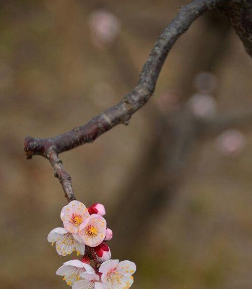 杏花别称花语与寓意（探寻古代杏花的多重含义）