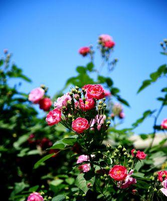 解读蔷薇花的花语和寓意（探寻花园之后的美丽传说）