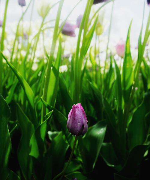 探寻紫色郁金香的花语（揭开紫色郁金香背后的秘密，让你对它更加了解）