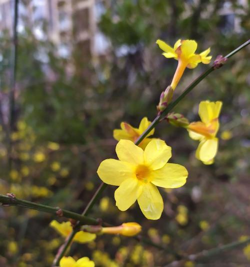 迎春花的花语（传递春天的喜悦与美好）