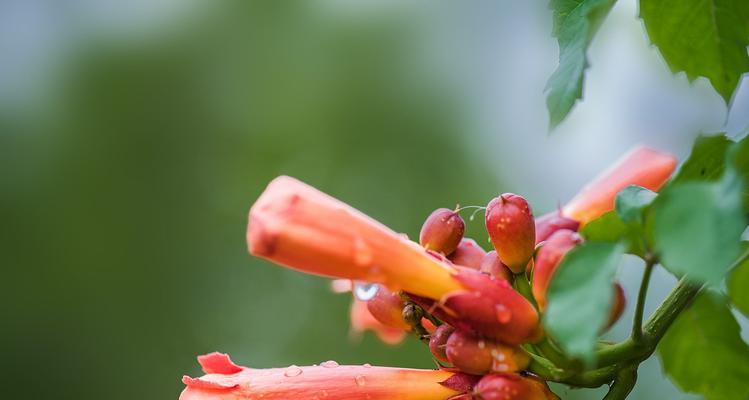 凌霄花的花语（解读凌霄花所传达的情感与寓意，了解其在文化中的重要地位）