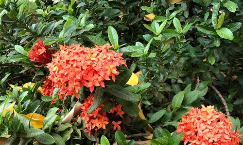 仙丹花的神秘传说与花语（解密仙丹花的花语，探究其神秘来历）