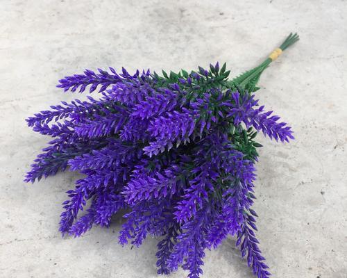 熏衣草的花语（花语的魅力与熏衣草的启示）
