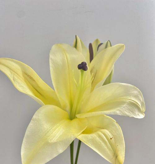 黄百合花语的意义与传承（探寻百合花语的丰富内涵与文化价值）