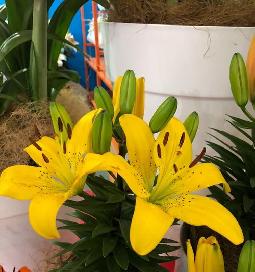 黄百合花语的意义与传承（探寻百合花语的丰富内涵与文化价值）
