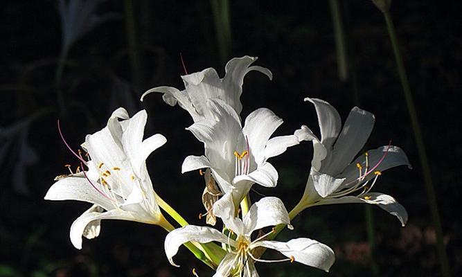 世界悲伤花语（揭示不同文化中悼念的方式）
