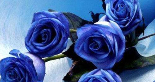 探秘蓝玫瑰花语的含义（传递神秘、稀有与温柔美好的蓝色浪漫气息）