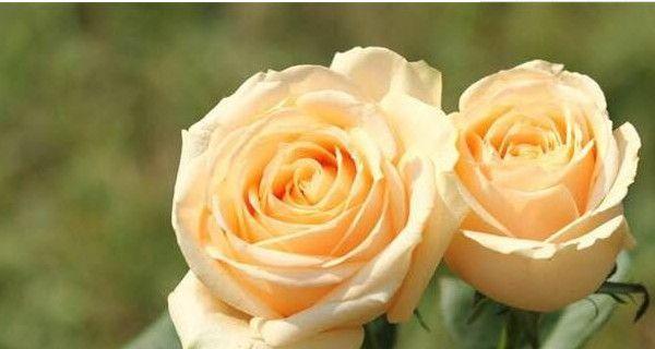 解读玫瑰花的语言——代表含义与文化意义（玫瑰花几朵代表什么？深入了解花语文化）