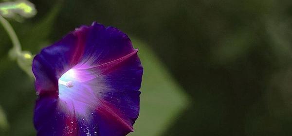 牵牛花的花语（揭示牵牛花的花言蜜语，让爱情更加浪漫）