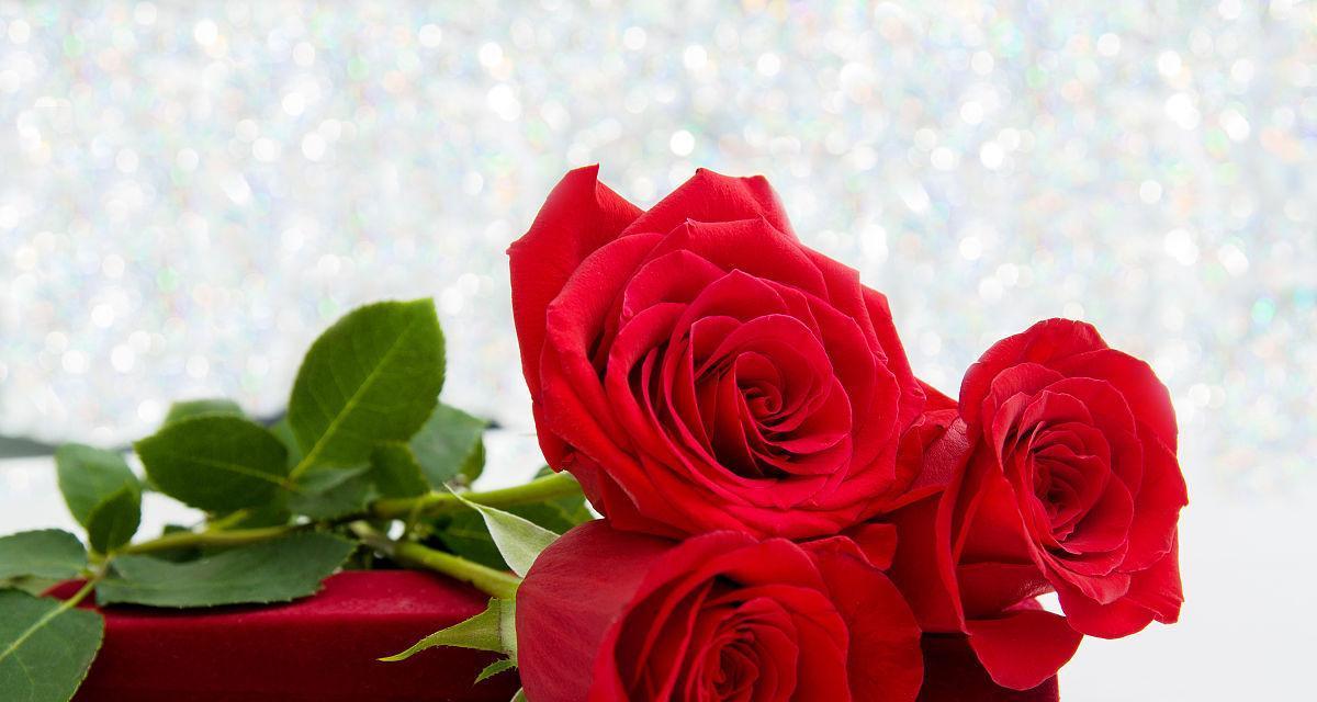 三朵红玫瑰的意义（探究三朵红玫瑰所代表的情感和象征意义）