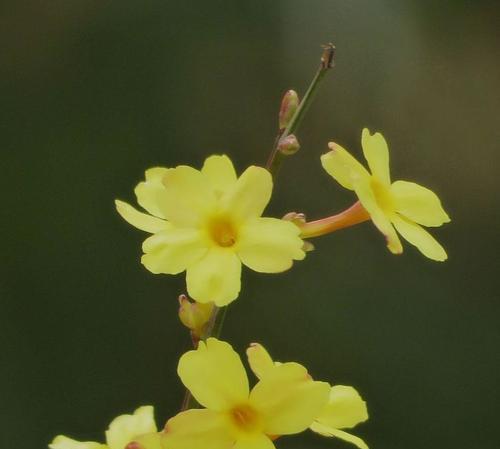 迎春花花语（揭秘迎春花的花语及文化内涵）