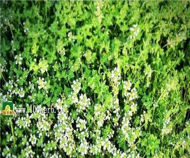 芳香四溢的百里香，其花语寓意深远（香味扑鼻，寓意深远的百里香，寄托着爱与感激）