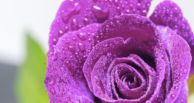 紫色玫瑰的花语与寓意（探寻紫色玫瑰的神秘之美）