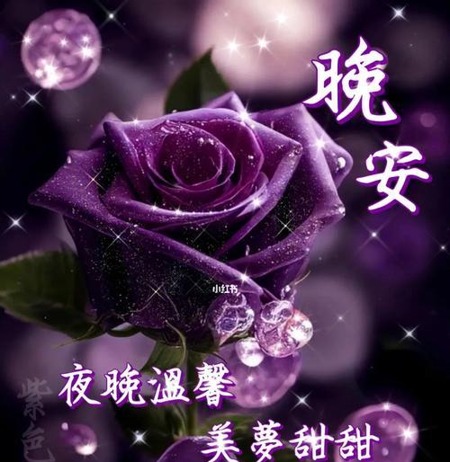 深入解读紫玫瑰的花语和寓意（探寻紫玫瑰所代表的意义，给你不一样的心灵启示）