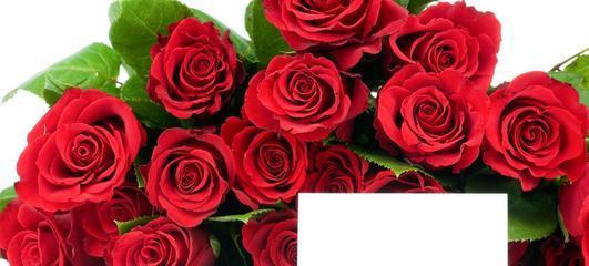 十一朵的玫瑰花语（探讨十一朵玫瑰所代表的花语及其涵义）