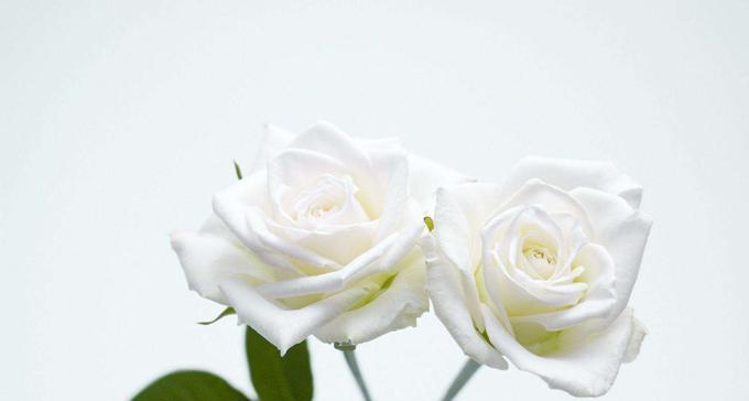 玫瑰花的含义和象征（解密玫瑰花的神秘花语和深刻含义）
