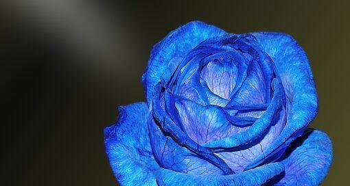 蓝色彼岸花的花语（探索这种美丽花卉的涵义）