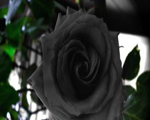 黑玫瑰的代表意义（魅力与神秘）