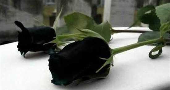 黑玫瑰的代表意义（魅力与神秘）
