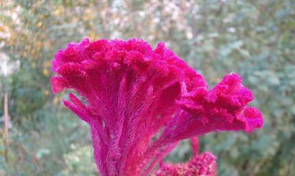 解读鸡冠花的花语——昂首独立的美丽（独具特色的鸡冠花，让我们了解一下它的花语吧！）