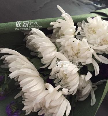 白菊花的花语（深入探究白菊花的含义与象征）