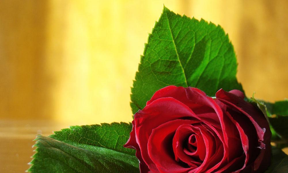 玫瑰花的含义与朵数（探究玫瑰花背后的花语和文化，解读不同朵数的寓意）