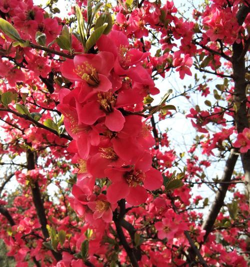 海棠花的传说与花语（娇艳欲滴，含蓄不言——探究海棠花之美）