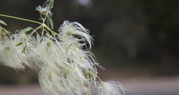 胡杨树的花语与寓意（探索荒漠中的“生命之树”）