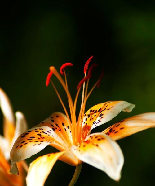 揭秘百合花的含义与象征（探究百合花的文化背景与神话传说）