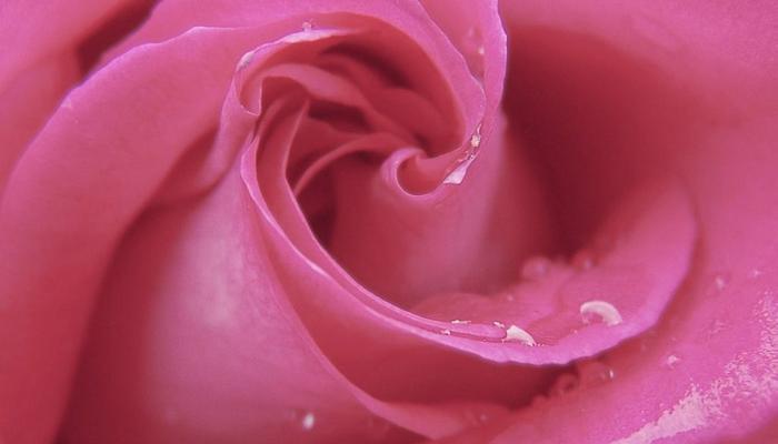 紫玫瑰花的寓意（探索紫玫瑰花的神秘象征）