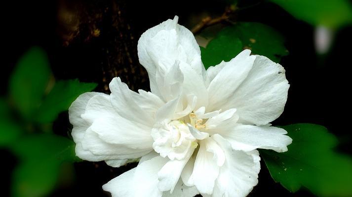 木槿花的花语及其意义（探秘木槿花背后的寓意与象征）