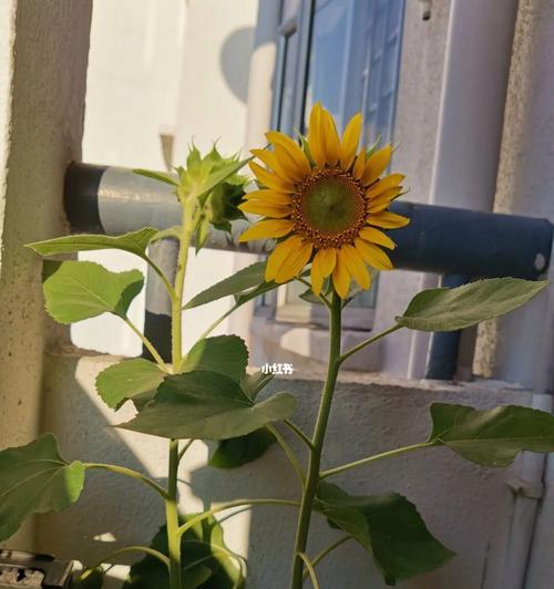 太阳花的花语（揭秘太阳花的丰富内涵，探究其背后的深刻含义）