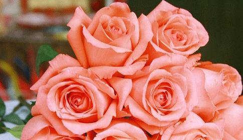 浪漫梦幻（揭秘粉玫瑰的10种含义，了解爱情中的细节）