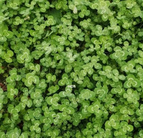 四叶草的花语和传说（探秘四叶草的神奇魅力，了解它背后的历史和文化传承）