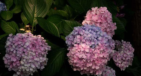 探寻八仙花的传说和花语含义（揭秘八仙花的神奇背景及各种象征意义）