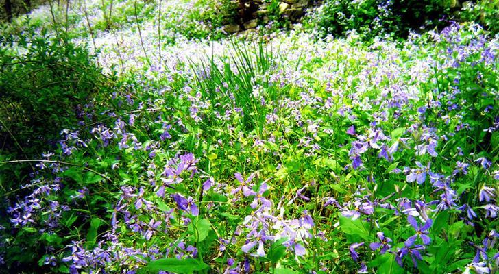 铃铛花花语大揭秘（探秘铃铛花的8种含义）