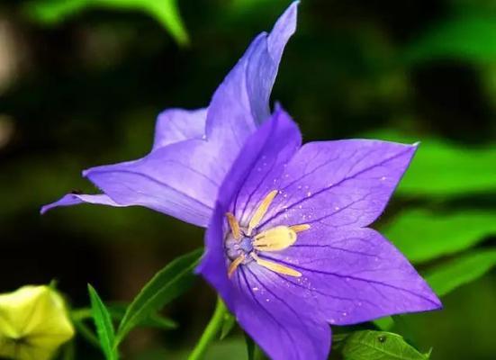 铃铛花花语大揭秘（探秘铃铛花的8种含义）